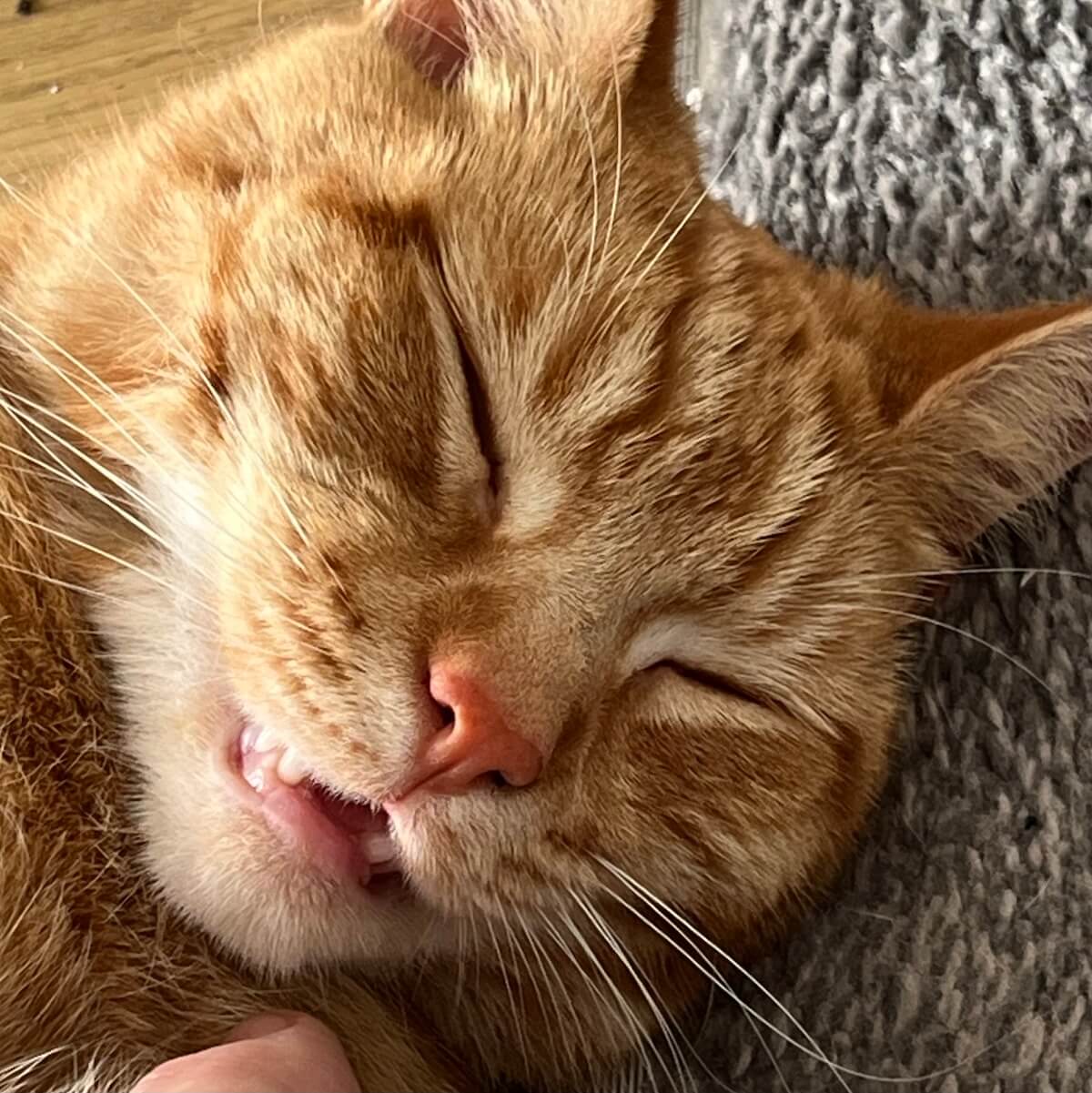 An orange cat with his eyes shut and his mouth open.