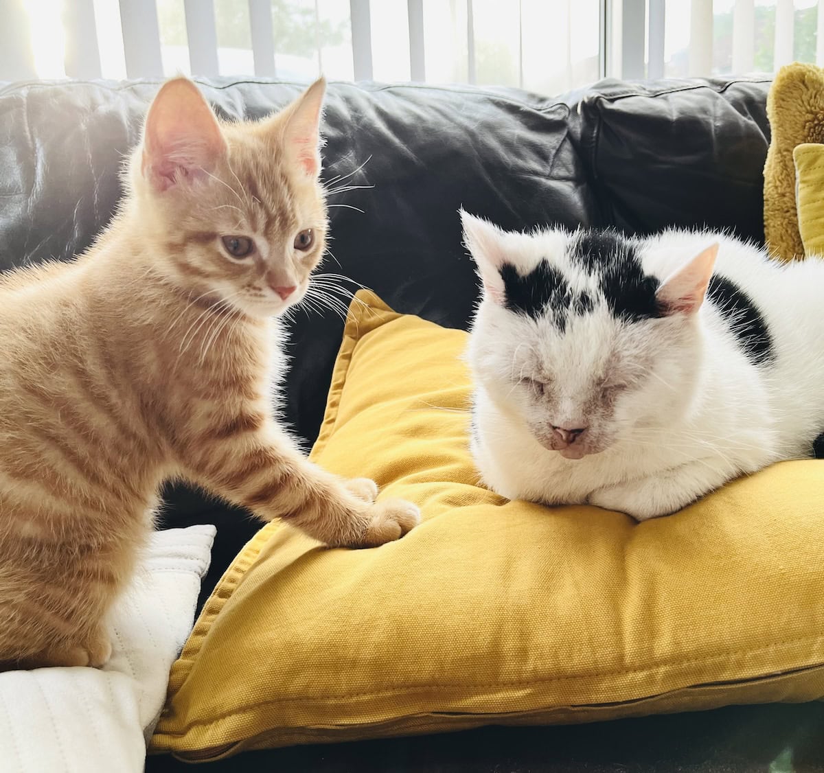 Two domestic shorthair cats – one ginger, the other white and black – resting on a a yellow cushion